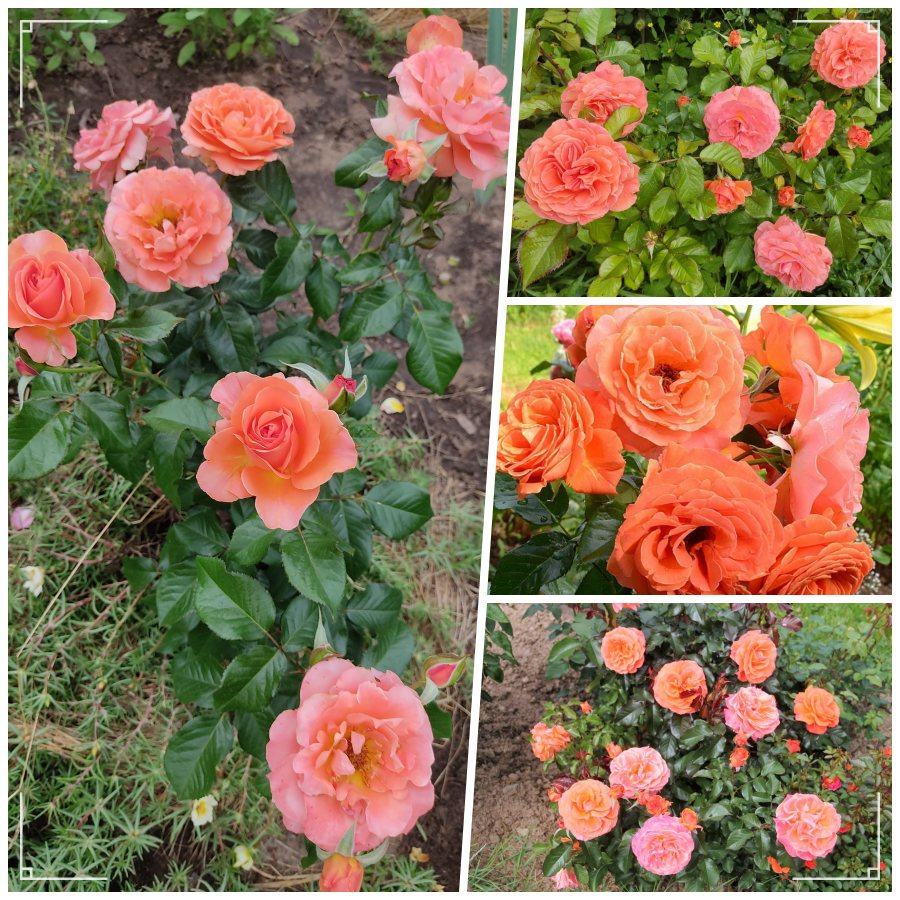 Tatton róże rabatowe